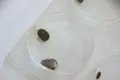 Garrapata