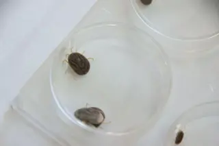 Garrapata