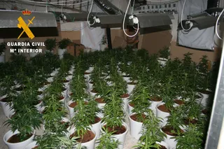 Plantación de Marihuana intervenida en Puente del Congosto | Guardia Civil