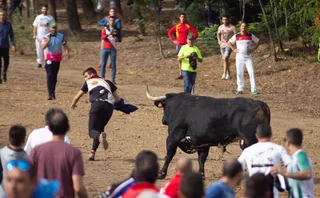 Toro de la Vega |Agencia ICAL