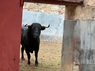 Segundo toro de García y Olga Jiménez para José María Manzanares. Foto S24H