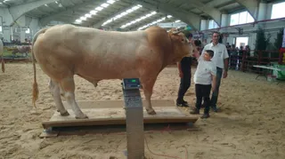 Salamaq toro Blonda Aquitania