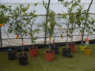 Vivero municipal Carbajosa