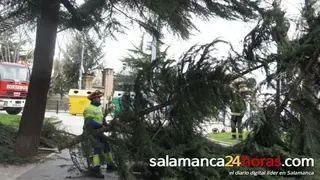 Árbol derribado por el viento