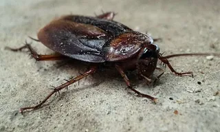 Cucaracha. Foto de archivo