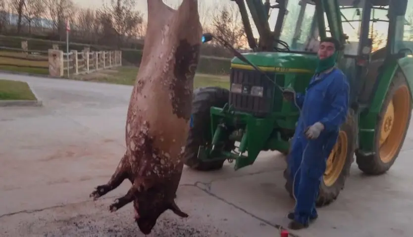 Chamuscado del cerdo en matanza domiciliaria (2)