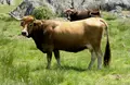 Alistana-Sanabresa. Ministerio de Agricultura, Pesca y Alimentación