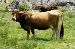Alistana-Sanabresa. Ministerio de Agricultura, Pesca y Alimentación
