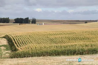 Castilla y León propone al Ministerio, de cara a la reforma de la PAC, un único modelo de ecoesquemas con 28 prácticas ambientales