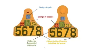 Crotales identificativos ganado | MAPA