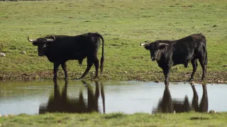 Imagen de archivo de dos animales