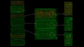 Chip diseñado en el Centro de Investigación del Cáncer (USAL-CSIC)