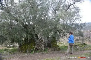 Ruta de árboles monumentales.