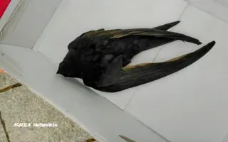 Pollo de vencejo común. Imagen facilitada por Aquila Naturaleza