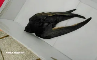 Pollo de vencejo común. Imagen facilitada por Aquila Naturaleza