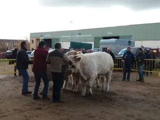 Feria de San Andres en Ciudad Rodrigo (3)