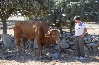 Ejemplares afectados por la EHE en la explotación ganadera de José Ramón Tejedor en Almeida de Sayago - JL Leal (ICAL)