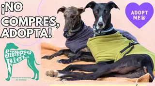 Jornada de adopción organizada en colaboración con la protectora "Siempre Fiel"