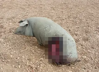 Imagen De Un Cerdo Ibérico Atacado Por El Lobo En Una Explotación De Ledesma| Asaja Salamanca