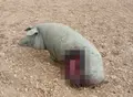 Imagen De Un Cerdo Ibérico Atacado Por El Lobo En Una Explotación De Ledesma| Asaja Salamanca