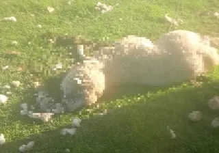 Ataque de buitre en Cespedosa