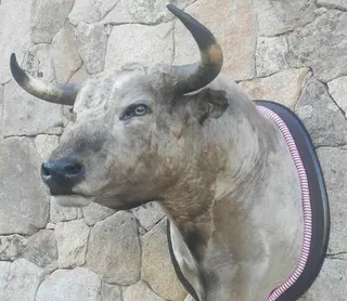 Una llamativa exposición calentará motores para el Carnaval del Toro