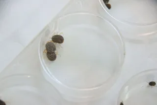 Muestras de garrapatas que pertenecen a la colonia del IRNASA-CSIC | Andrea Mateos