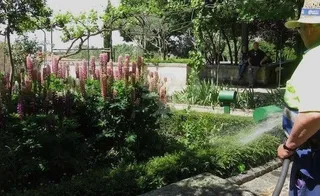 Convocadas dos plazas de peón de jardinería con discapacidad