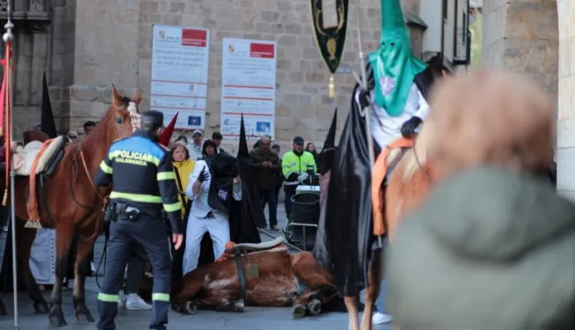 Un caballo se cae durante La Dominicana