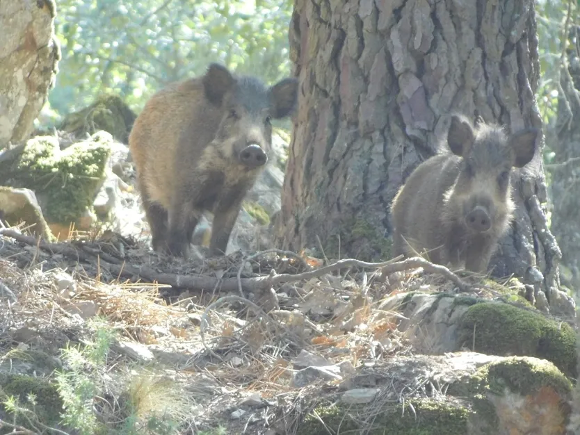Jabalíes en el campo