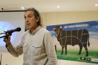 ‘Bos Taurus Primigenius’: la selección de la selección