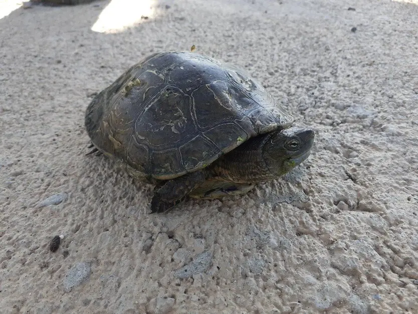 Galápago leproso