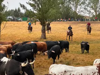 Apartado y encierro con novillos de Rollanejo en Aldeadávila de la Ribera | Salamanca24horas