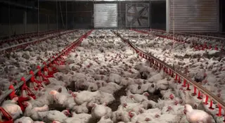 Granja de pollos | Europa Press