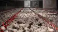 Granja de pollos | Europa Press