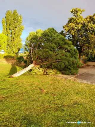 Arbol caído