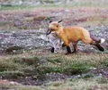 Un Zorro Cazando Un Conejo En El Campo | Europa Press