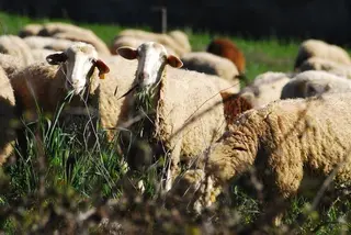 La 19 de Abril respalda la labor de la recién nacida Federación Nacional de la Dehesa