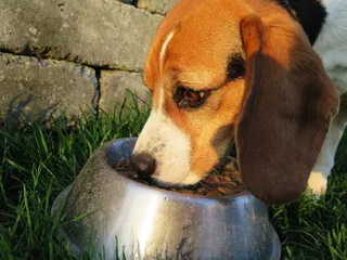 Dog 2210717 960 720