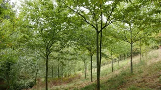 Plantación de castaños | Europa Press