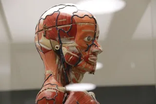 figuras anatómicas de cera coloreada de los siglos XIX y XX conservadas en el Departamento de Anatomía e Histologías Humanas de la Universidad de Salamanca