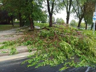 Caída de un árbol en las inmediaciones del Multiusos Sánchez Paraíso. Foto SALAMANCA24HORAS. (2)