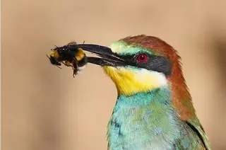 Abejaruco y abejas. Imagen Europa Press