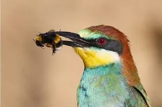Abejaruco y abejas. Imagen Europa Press