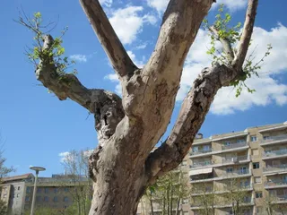 Pérdida de árboles en plazas del casco histórico