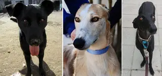 Perritos en adopción, alegrarán tu hogar