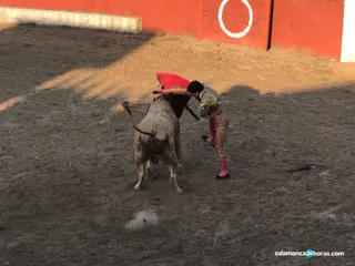 Pereña novillada fiestas (20)
