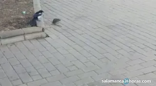 VÍDEO | Graban la pelea de una pega y una rata en plena calle de Salamanca