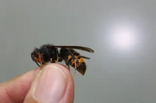 Avispa asiática