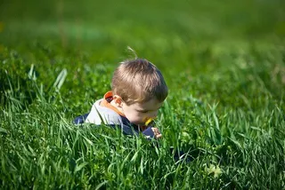 Olfato, oler, niño, flores campo, cesped